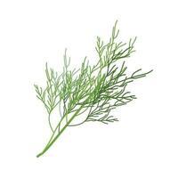 Dill sprig isolated on white background. Dill for menu, packaging, cookbook, web, label design. Spicy fragrant annual herbs are grown in the garden. Vector illustration