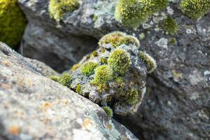 Close up moss grown up cover the rough stones in the forest. Show with macro view. Rocks full of the moss photo