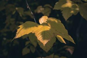 Close up maple tree branch with sunlight, autumn photo. photo