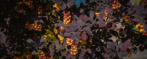 Close up blooming spring shrub under sun light concept photo. photo