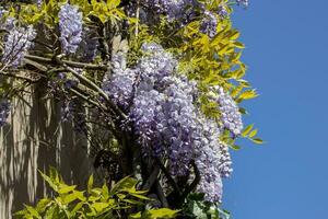 Flowering Wisteria plant on house wall concept photo. Countryside at spring season. photo