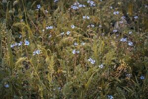 Beautiful colorful myosotis meadow of wild flowers in summer meadow concept photo. photo