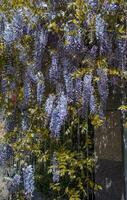 Flowering Wisteria plant on house wall concept photo. photo