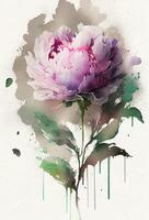 watercolor painting of peonies flowers. photo