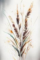 spikelets, rye, oats, wild flowers watercolor background for postcard photo