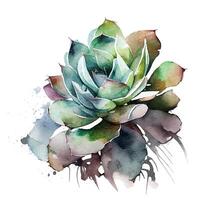 succulent, cactus watercolor element. photo