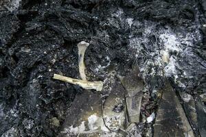 Burned human bones photo