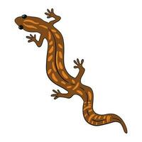 Beautiful Brown exotic salamander ,good for graphic design resources, posters, banners, templates, prints, coloring books and more. vector