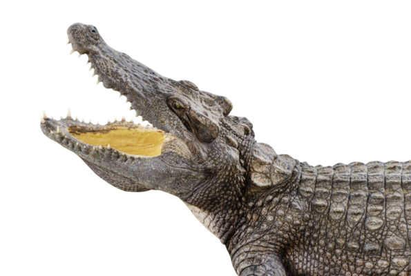 Alligator PNGs for Free Download