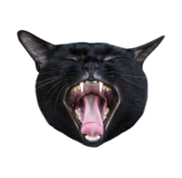 Head black cat yawn open mouth png