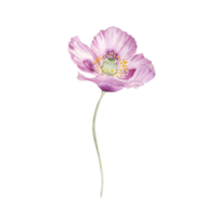 Watercolor pink islandic poppy realistic flower png