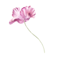 acuarela rosado isleño amapola realista flor png