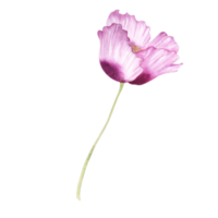 Watercolor pink islandic poppy realistic flower png