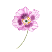 aquarelle rose insulaire coquelicot réaliste fleur png