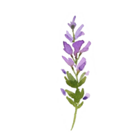 Watercolor summer wildflower png