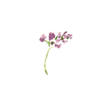 Watercolor simple lilac flowers png