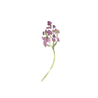 aquarelle Facile lilas fleurs png