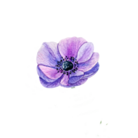 acuarela azul anémona. púrpura realista flor png