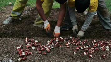 Bauern Pflanze im Park video