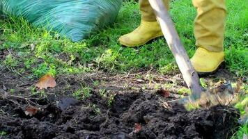 Farm worker knocks ground into pieces with shovel prepares soil for planting, farmer digging ground, selective focus video