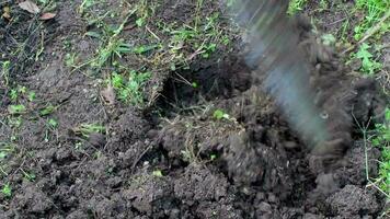 Bauernhof Arbeiter Schaufeln Boden zu belüften Boden und machen es geeignet zum Pflanze Wachstum, Mann Dreschen Boden, selektiv Fokus video