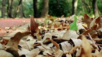 uomo a piedi nel autunno giorno video