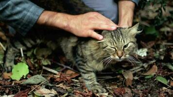 Mens strelen kat in natuurlijk park, Mens leerde kennen kat terwijl wandelen in natuur park en strelen zoet kat, selectief focus video