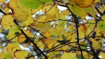 kleurrijk bladeren Aan boom in herfst creëren uniek landschap, vergeeld bladeren zwaaiend met wind in herfst, selectief focus, korrelig effect video