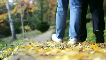 paar wandelen over- gedaald geel bladeren tussen bomen in vrije tijd tijd, geliefden genieten van in park met licht wind in herfst, selectief focus, korrelig effect video