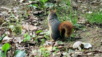 écureuil dans forêt video