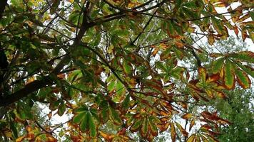 groen bladeren Aan boom takken beginnen naar beurt geel in herfst, kleurrijk bladeren blazen met wind, selectief focus, korrelig effect video
