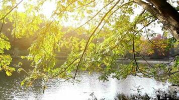 mooi van natuurlijk in herfst, vers groen boom bladeren en rivier- in Woud met zonlicht, selectief focus, korrelig effect video