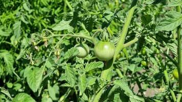 green tomato plants in the garden, photo as a background, digital image video