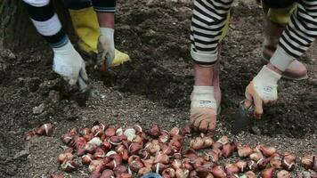 Gardeners dressed in work equipment plant onions with tools, team worker engaged in sowing at harvest, selective focus video