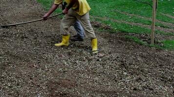 Man raking ground with rake to level ground, agricultural workers working on soil wearing equipment, selective focus video