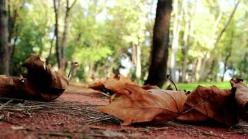 hombre caminando en natural parque en otoño día, hojas que cae a suelo en otoño y hombre mira espalda y continúa caminando de nuevo, selectivo atención video