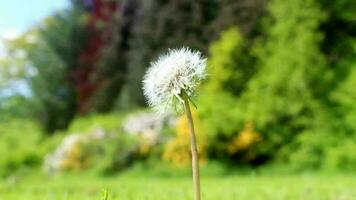 Flower in green nature video