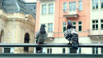 Tauben mit städtisch Stadt Aussicht video
