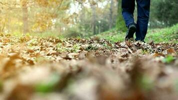 Hiker feet walking in park forest video