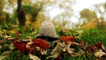 cogumelos crescendo dentro sujeira em floresta video