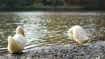 patos sacudida cerca lago en otoño, blanco patos limpieza y aseo por lago lado en bosque, selectivo enfocar, granoso efecto video