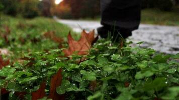 hombre caminando a lo largo parque pasarela con caído hojas en otoño, gotas de lluvia que cae en amarillentas hojas y plantas, selectivo enfocar, granoso efecto video