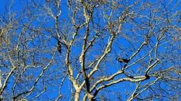 otoño día ramas de sin hojas arboles video