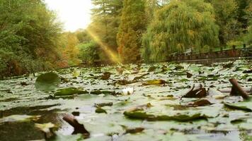 fiume con silenzioso acqua nel autunno stagione, unico natura scenario pieno di verdura su soleggiato giorno, selettivo messa a fuoco, granuloso effetto video