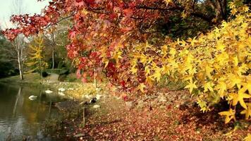 Landschaft von bunt Blätter schwankend im Wind durch See, Blätter fallen und Ändern Farbe mit Ankunft von Herbst im Wald, selektiv Fokus, körnig bewirken video