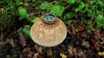 Compass on mushroom in forest, compass needle moves on cork in nature to find direction, selective focus video
