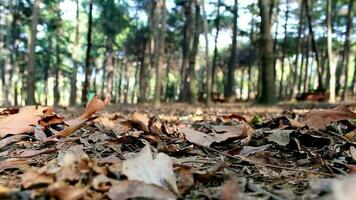 Fallen tree leaves in autumn and a man walking, yellow and dried tree leaves on ground and man walking in sunny nature landscape, selective focus video