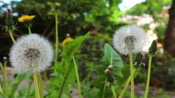 Double fragile white dandelion moving in wind in nature, fragile plant with others flowers and green plants on sunny day, selective focus video