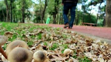 caminhando dentro cidade natural parque video