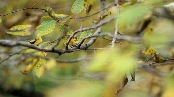 folhas em árvore ramo iniciando para virar a partir de verde para amarelo, outono folhas balançando com vento em frio dia, seletivo foco, granulado efeito video